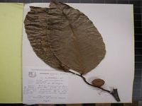 Herbarium sample